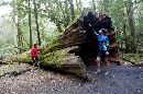 An enourmous fallen tree in the aptly named Land of the Giants in Mount Field national park
