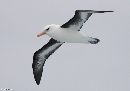 Shy Albatross