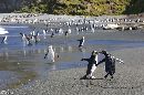 Royal Penguins and Elephant Seals messing around on Macquarrie Island