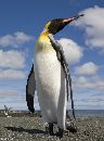 King Penguin - second largest of the Penguins