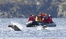 Sea Lions leaping around the Zodiac, Auckland Islands