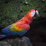 galapagos amazon photo tour macaw parrot