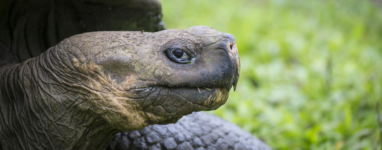 galapagos amazon photography tour giant tortoise