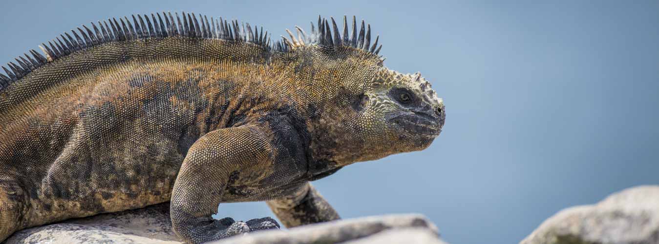 galapagos amazon photography tour marine iguana