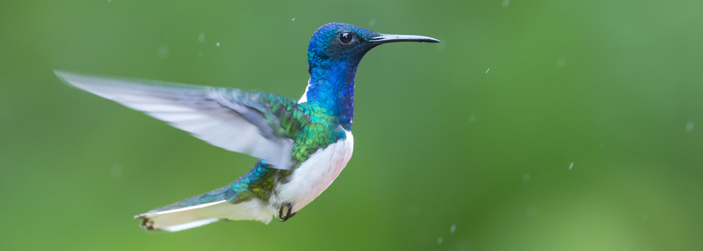 galapagos amazon photography tour hummingbird