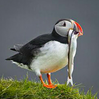 iceland greenland photo tour puffin