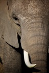 Tassie_Website_Pics-3