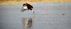 Tassie_Website_Pics-9