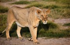 Tassie_Website_Pics-14
