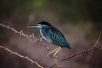 Tassie_Website_Pics-17