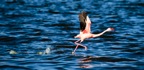 Tassie_Website_Pics-18