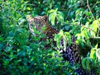 Tassie_Website_Pics-19