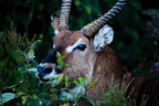 Tassie_Website_Pics-20