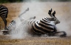 Tassie_Website_Pics-22
