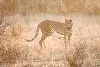 Tassie_Website_Pics-25