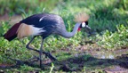 Tassie_Website_Pics-31