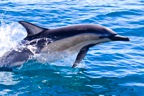 Tassie_Website_Pics-2
