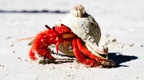 Tassie_Website_Pics-4