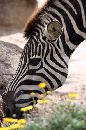 Megan Semmens's winning photo of a zebra! - Click to enlarge.