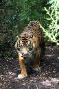 Simon Modra's great shot of a tiger - Click to enlarge.