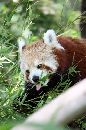 Kim Croker's well timed shot of a red panda! - Click to enlarge.
