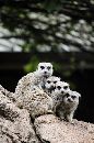 Copyright Helene Bradford - Winning Photograph