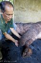 Dr. Zainal with Borneo Rhino - Borneo - Chris Bray - Click to enlarge.
