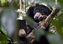 Sun Bears - Borneo - Chris Bray - Click to enlarge.