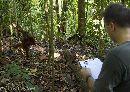 Orang-utan research - Borneo - Chris Bray - Click to enlarge.