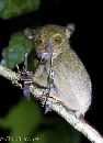 Tarsier - Borneo - Chris Bray - Click to enlarge.