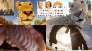 Live on Sunrise ch7 national TV - lion vs gopro - Click to enlarge.