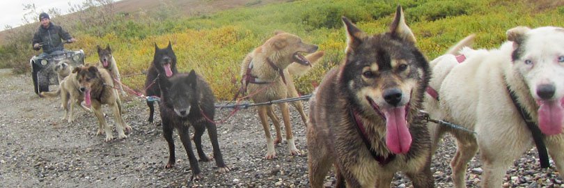 Dog Team!
