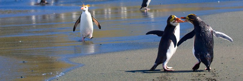 Royal Penguins, Macquarie Is.