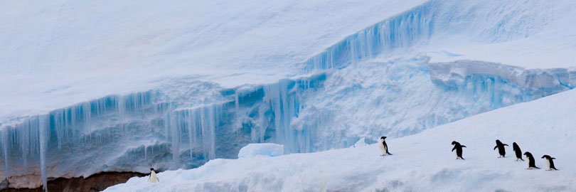 Adelie Penguins, Antarctica
