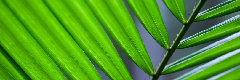 Palm fronds, Daintree Rainforest, Australia