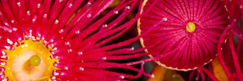 KANGAROO ISLAND Photo Tours