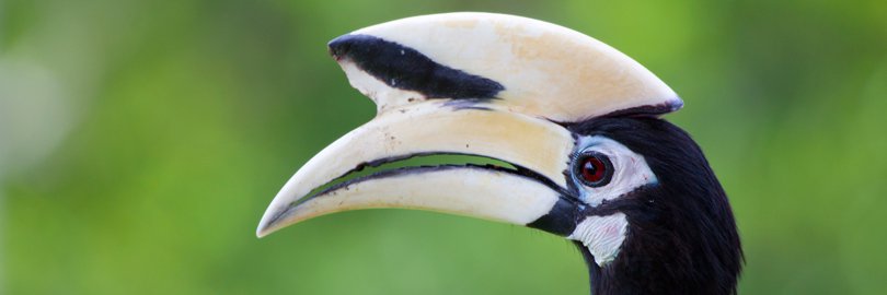 Hornbill, Borneo