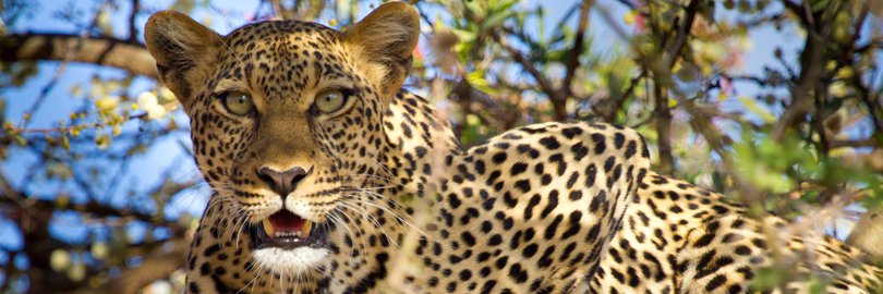 KENYA Safari Tours
