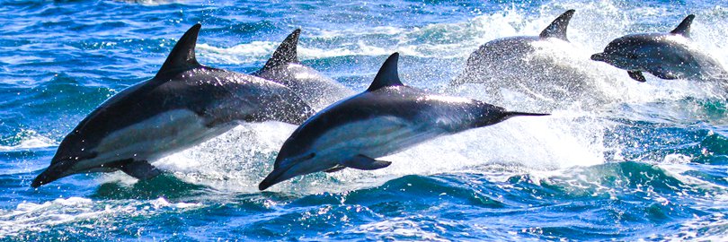 TASMANIA Safari Tours