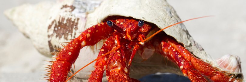 TASMANIA Safari Tours