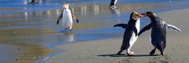 Royal Penguins, Macquarie Is.