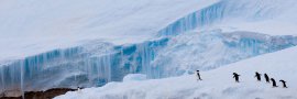 Adelie Penguins, Antarctica