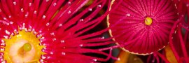 KANGAROO ISLAND Photo Tours