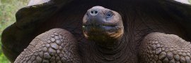 GALAPAGOS Safari Tours