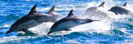 TASMANIA Safari Tours