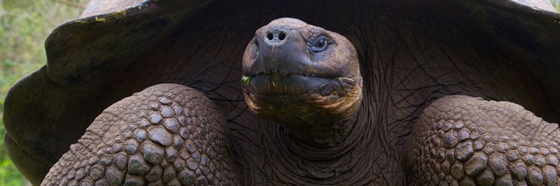GALAPAGOS