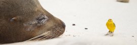 GALAPAGOS