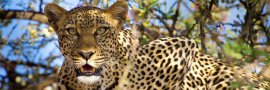 KENYA