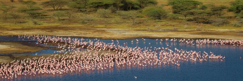 Flamingos