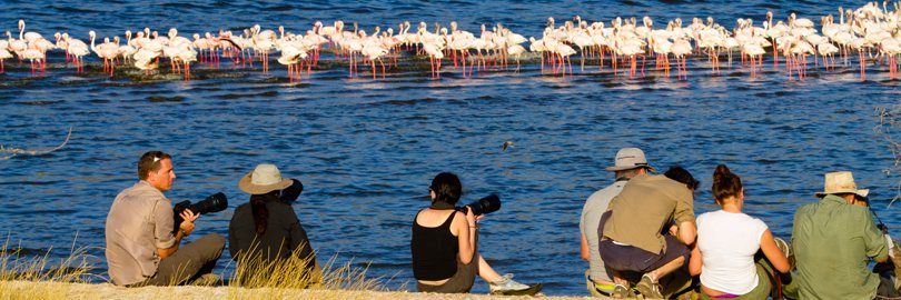 Lunch with the Flamingos